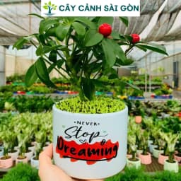 Ảnh sản phẩm Cây Ngũ Gia Bì