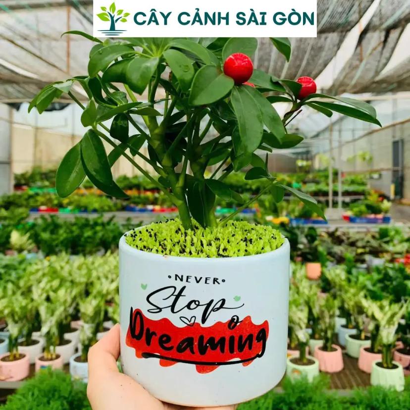 Ảnh bìa của sản phẩm: Cây Ngũ Gia Bì