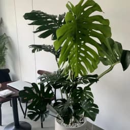 Ảnh sản phẩm Cây Monstera