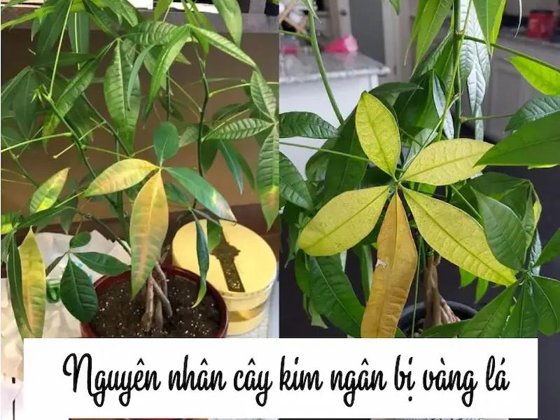 cây kim ngân bị vàng lá