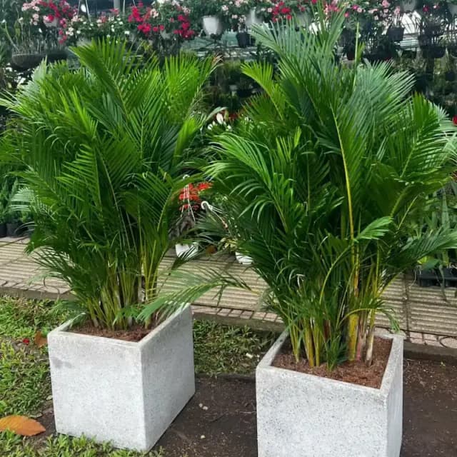 Ảnh bìa của bài viết Cây Cau Nhật: Lựa Chọn Hoàn Hảo Cho Trang Trí Sự Kiện Sang Trọng
