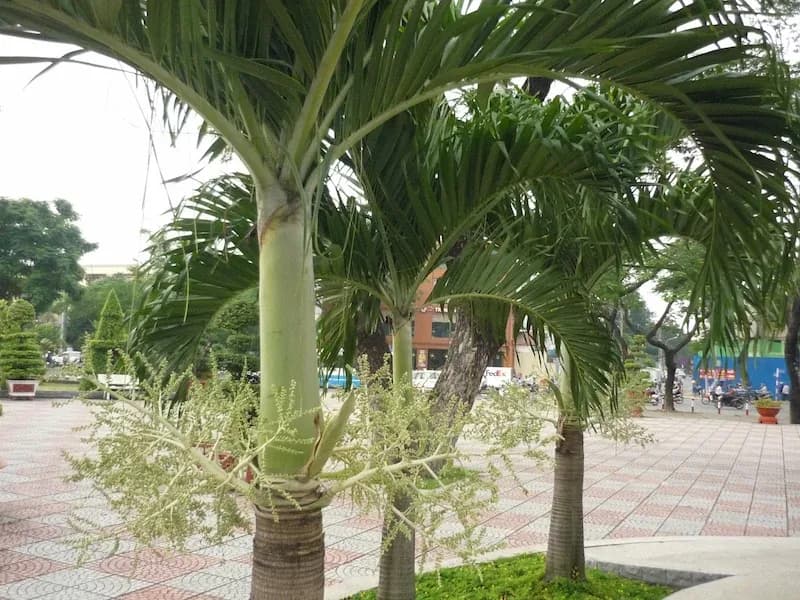 thân cây cau trắng