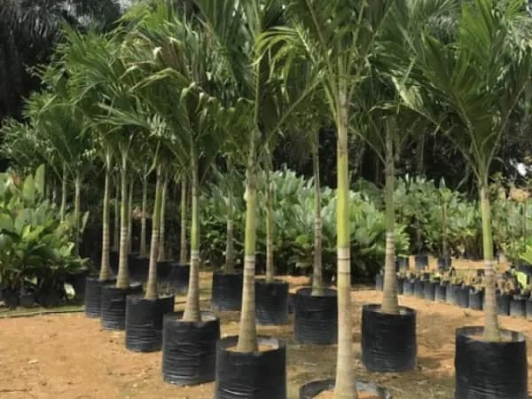 Ảnh bìa của bài viết Cây Cau Trắng: Hướng Dẫn Trồng, Chăm Sóc & Ứng Dụng Trang Trí 2025