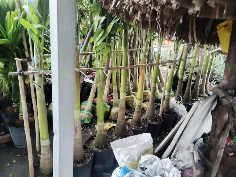nơi bán cây cau trắng