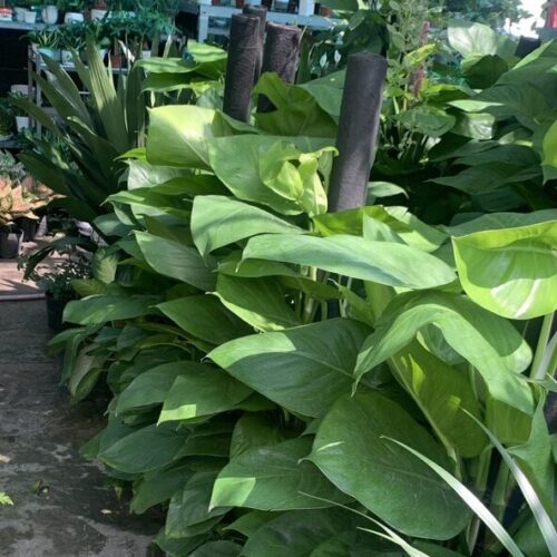 Ảnh bìa của sản phẩm: Cây trầu bà leo cột